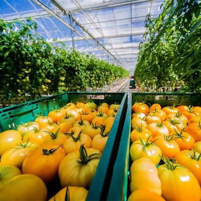 Glass Greenhouse for Tomato